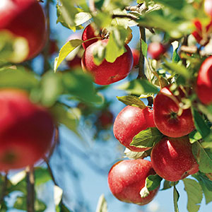 Apple Growing & Harvesting